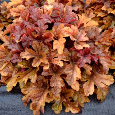 Heucherella 'Buttered Rum'