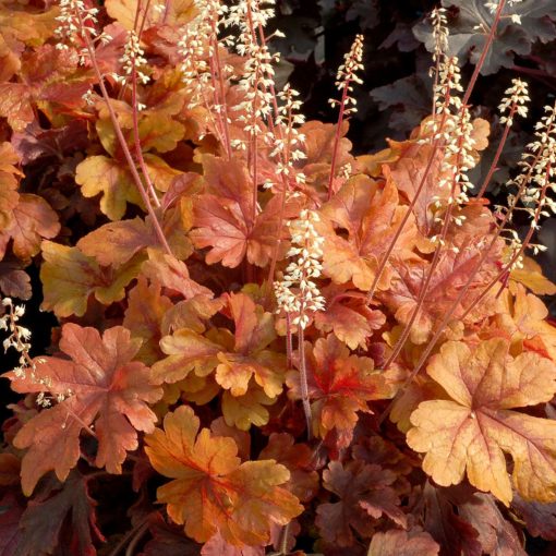 Heucherella 'Buttered Rum'