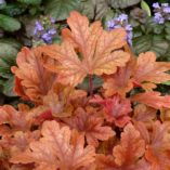 Heucherella 'Buttered Rum'