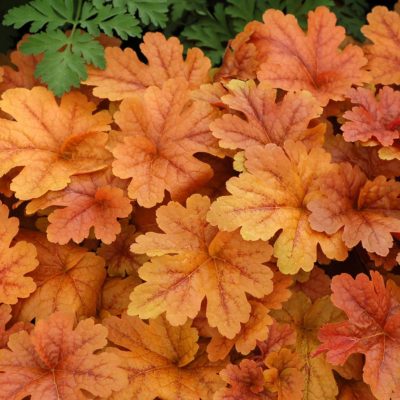 Heucherella 'Buttered Rum'