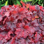 Heucherella 'Buttered Rum'