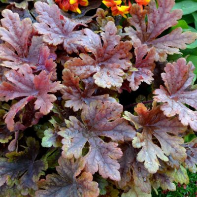 Heucherella 'Buttered Rum'