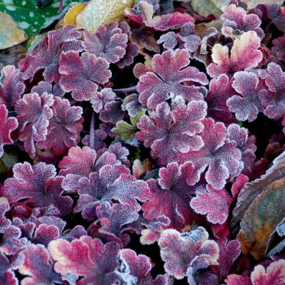 Heucherella 'Buttered Rum'