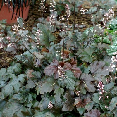 Heucherella ‘Chocolate Lace’ | TERRA NOVA® Nurseries, Inc.