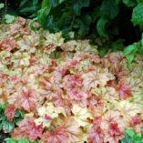 Heucherella 'Copper Cascade'