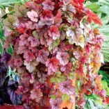 Heucherella 'Copper Cascade'