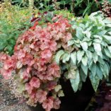 Heucherella 'Copper Cascade'