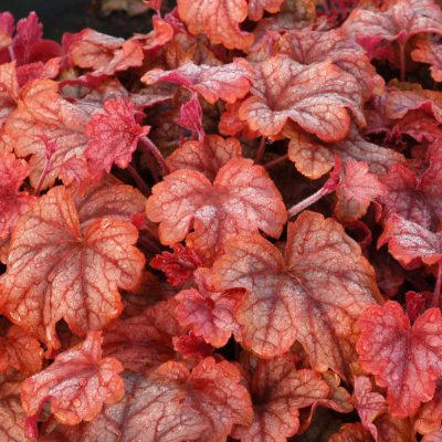 Heucherella 'Copper Cascade'