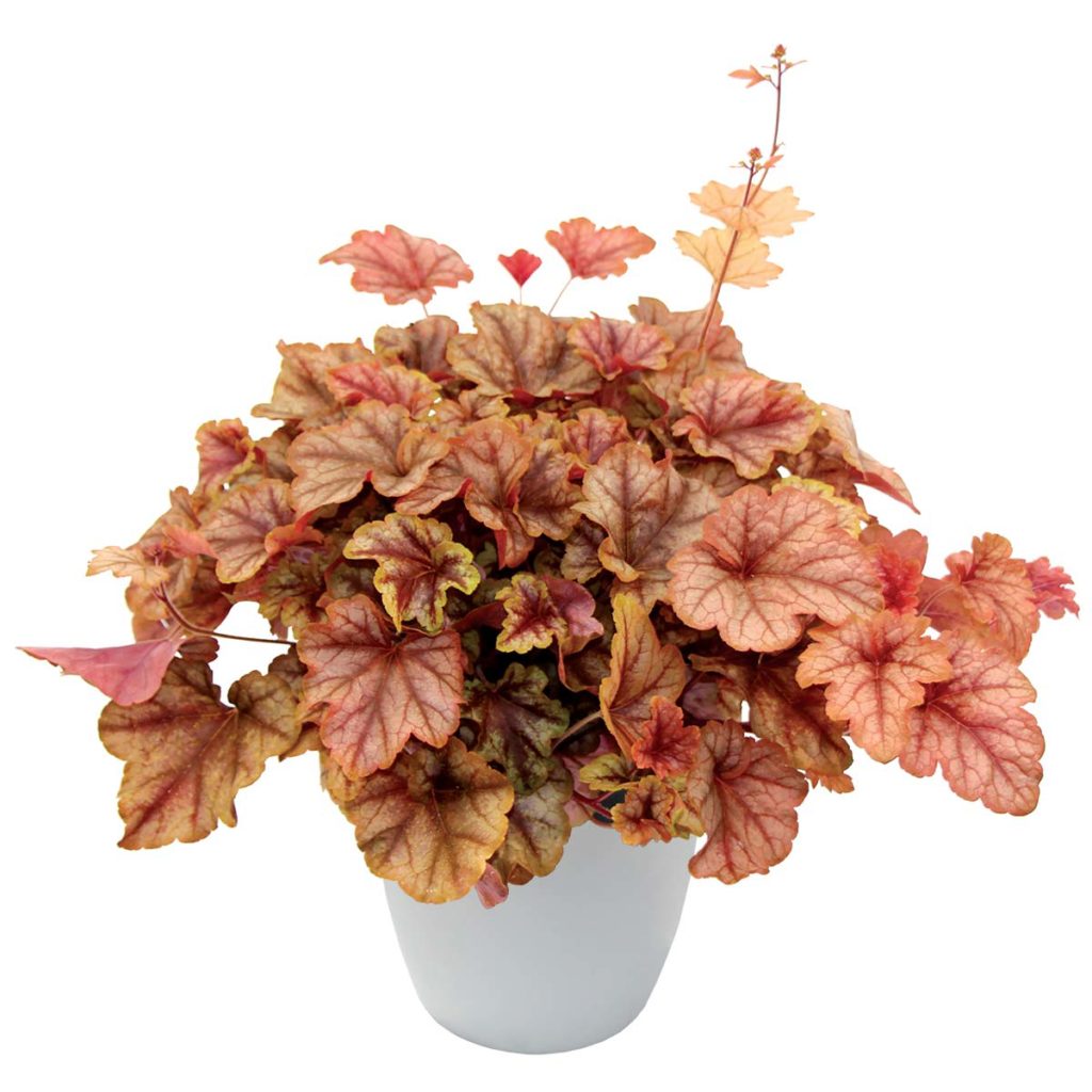 Heucherella ‘Copper Cascade’ TERRA NOVA® Nurseries, Inc.