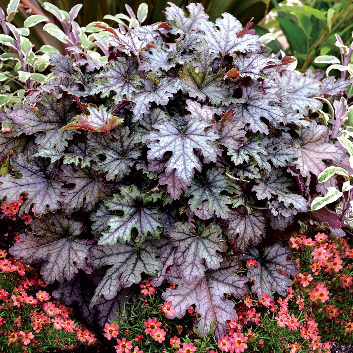 Heucherella 'Cracked Ice'