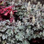 Heucherella 'Cracked Ice'