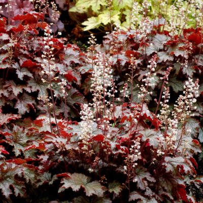 Heucherella 'Cracked Ice'