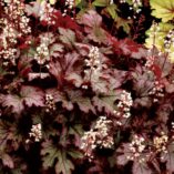 Heucherella 'Cracked Ice'