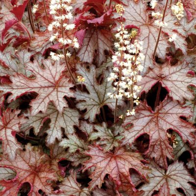 Heucherella 'Cracked Ice'