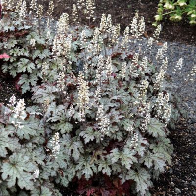 Heucherella 'Cracked Ice'