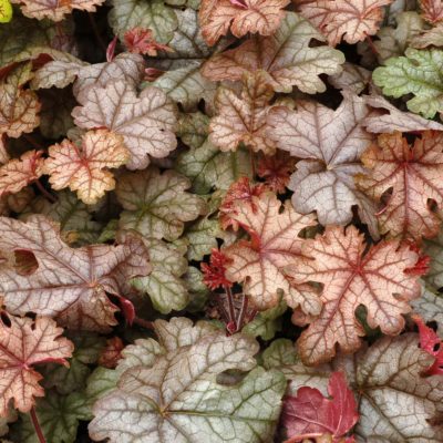 Heucherella 'Cracked Ice'