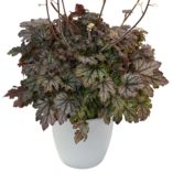 Heucherella 'Cracked Ice'