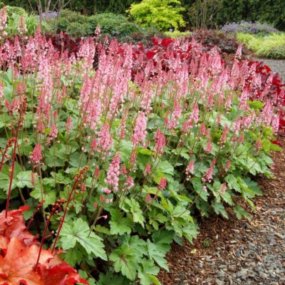 Heucherella 'Dayglow Pink'