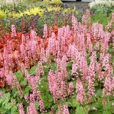 Heucherella 'Dayglow Pink'