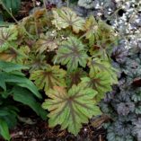 Heucherella 'Fan Dancer'