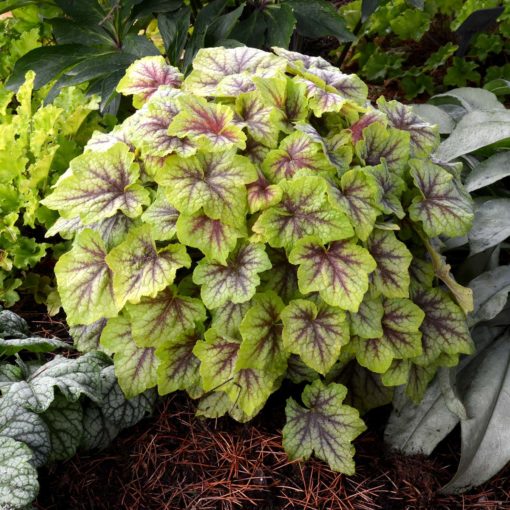 Heucherella 'Fire Frost'