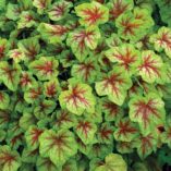 Heucherella 'Fire Frost'