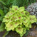 Heucherella 'Fire Frost'