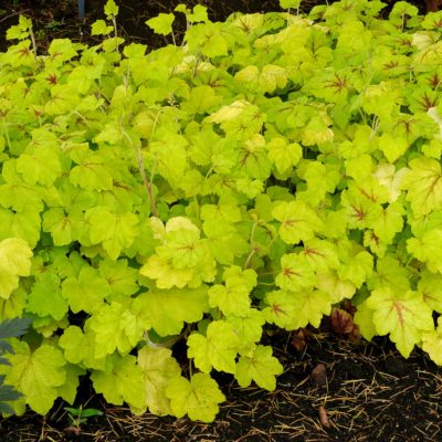 Heucherella 'Fire Frost'