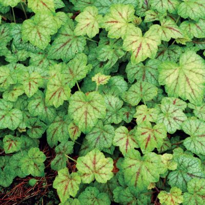 Heucherella 'Glacier Falls'