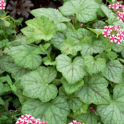 Heucherella 'Glacier Falls'