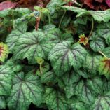 Heucherella 'Glacier Falls'