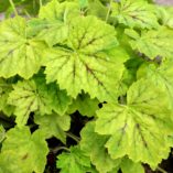 Heucherella 'Glacier Falls'