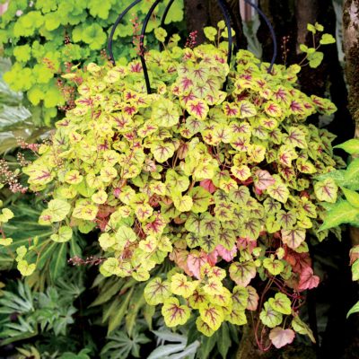 Heucherella 'Gold Cascade'