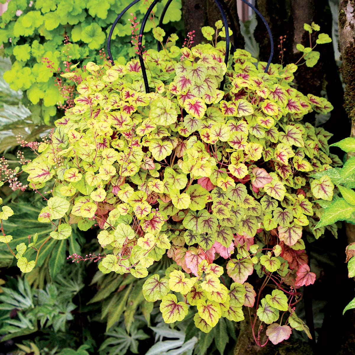 Heucherella ‘Gold Cascade’ | TERRA NOVA® Nurseries, Inc.