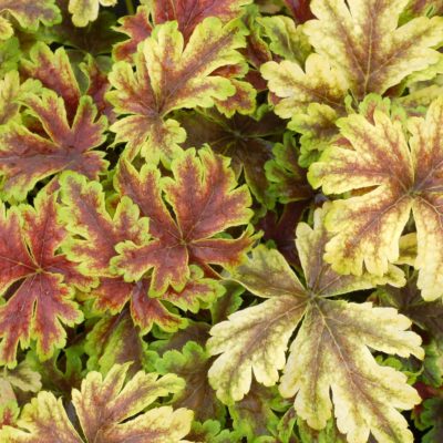 Heucherella 'Gold Zebra'