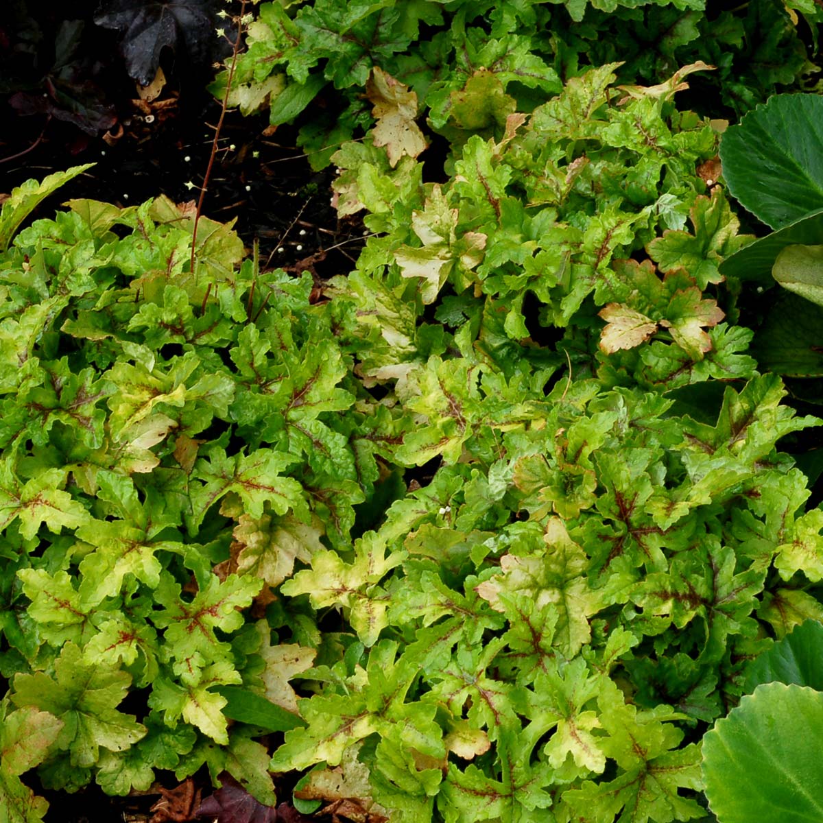 Heucherella 'Goldstrike'