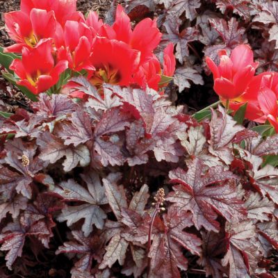 Heucherella 'Gunsmoke'