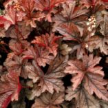 Heucherella 'Gunsmoke'