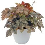 Heucherella 'Gunsmoke'