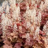 Heucherella 'Honey Rose'