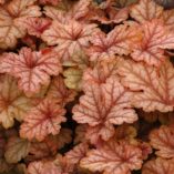 Heucherella 'Honey Rose'