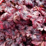 Heucherella 'Honey Rose'