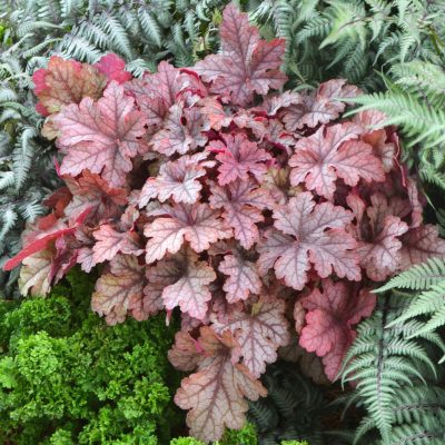 Heucherella 'Honey Rose'