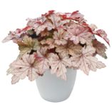 Heucherella 'Honey Rose'