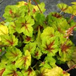 Heucherella 'Hot Spot'