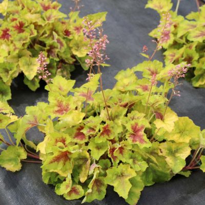 Heucherella 'Hot Spot'