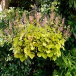 Heucherella 'Hot Spot'