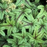 Heucherella 'Kimono'