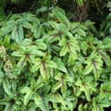 Heucherella 'Kimono'