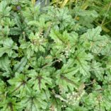 Heucherella 'Kimono'